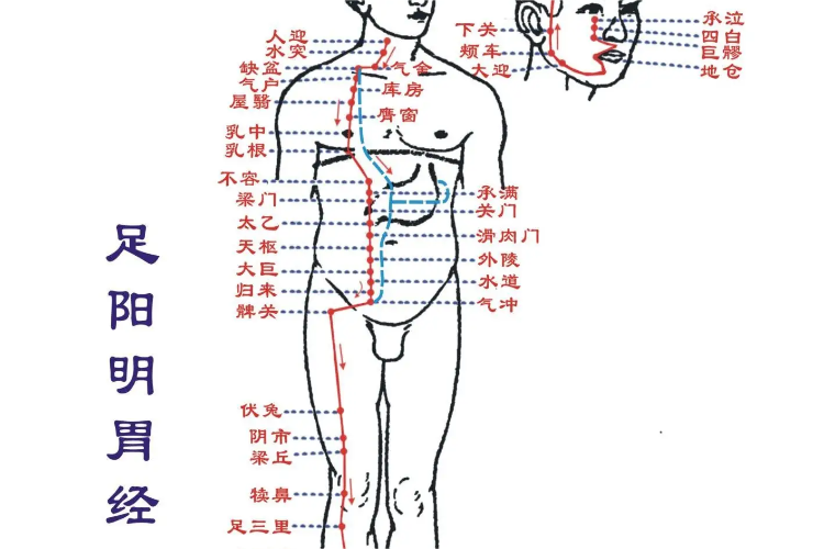 大腿正前方足阳明胃经走形图 大腿正前方足阳明胃经走形图