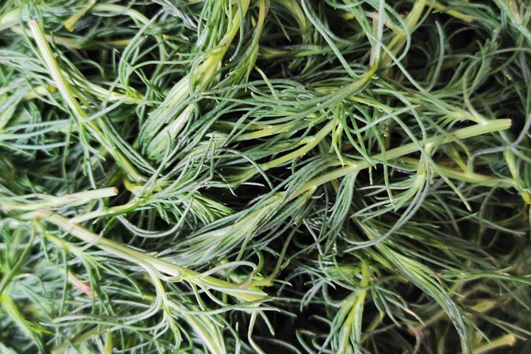 黄牛衣草鲜品药材图