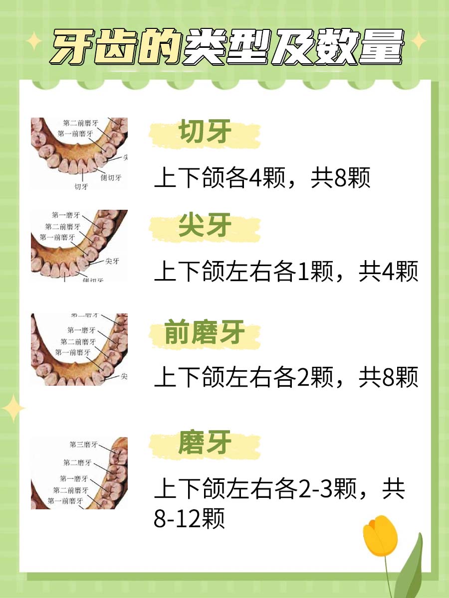 牙齿名称位置图