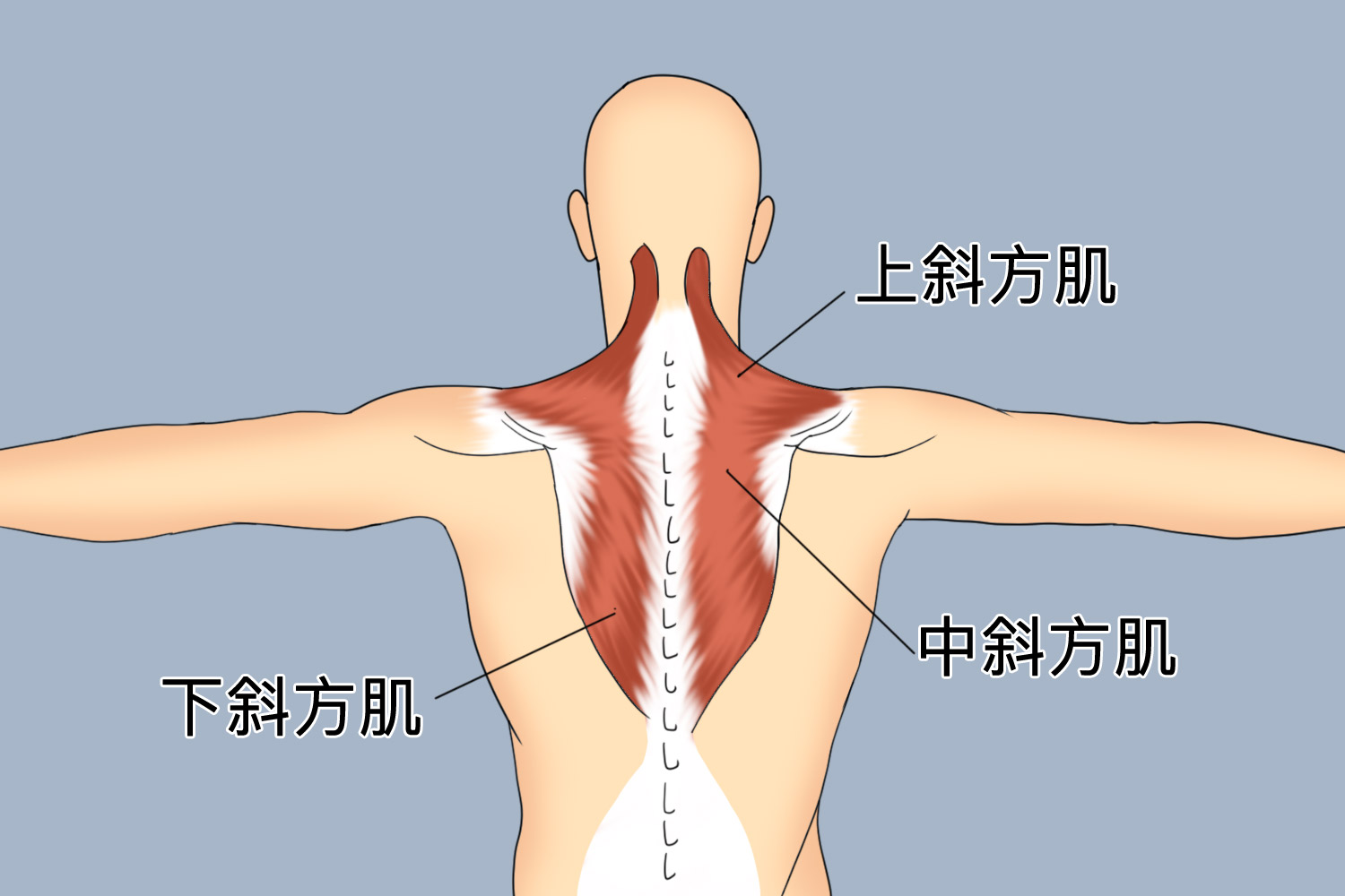 斜方肌起止点以及位置图