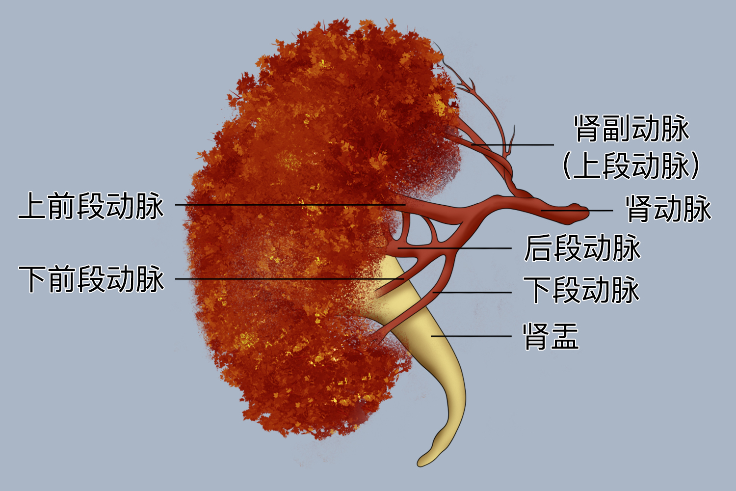 肾动脉位置图