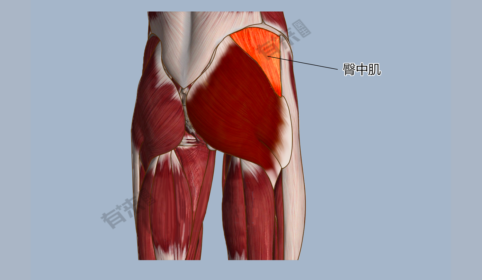 位置臀中肌可以维持骨盆