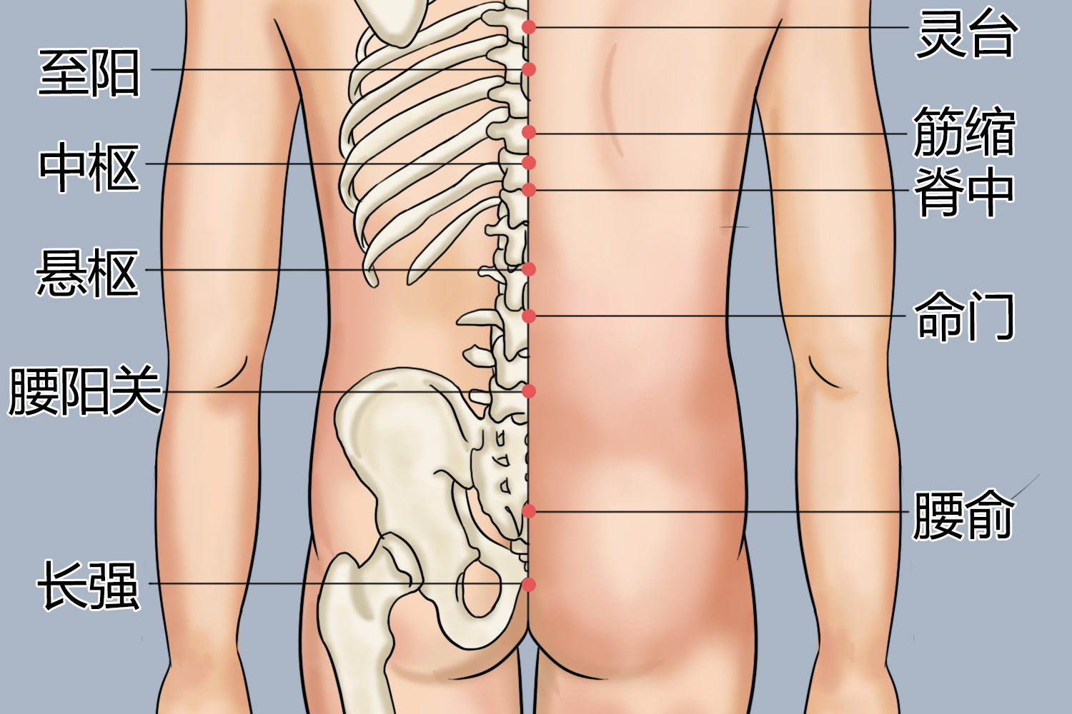 命门位置图 命门位置图