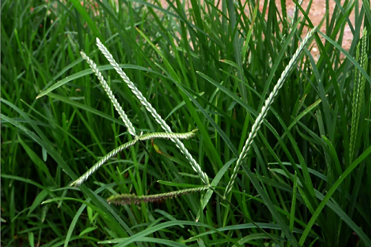 牛筋草图 牛筋草图