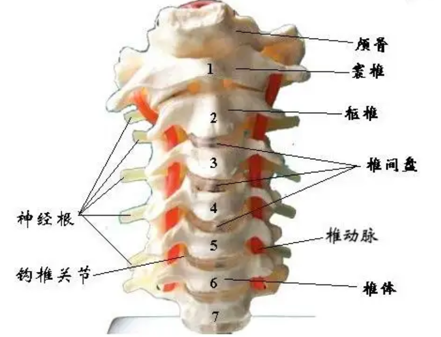 颈椎图