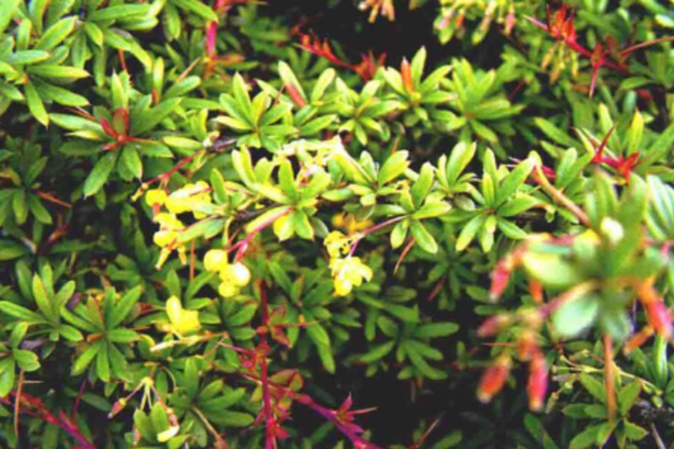 小黄连刺植株图