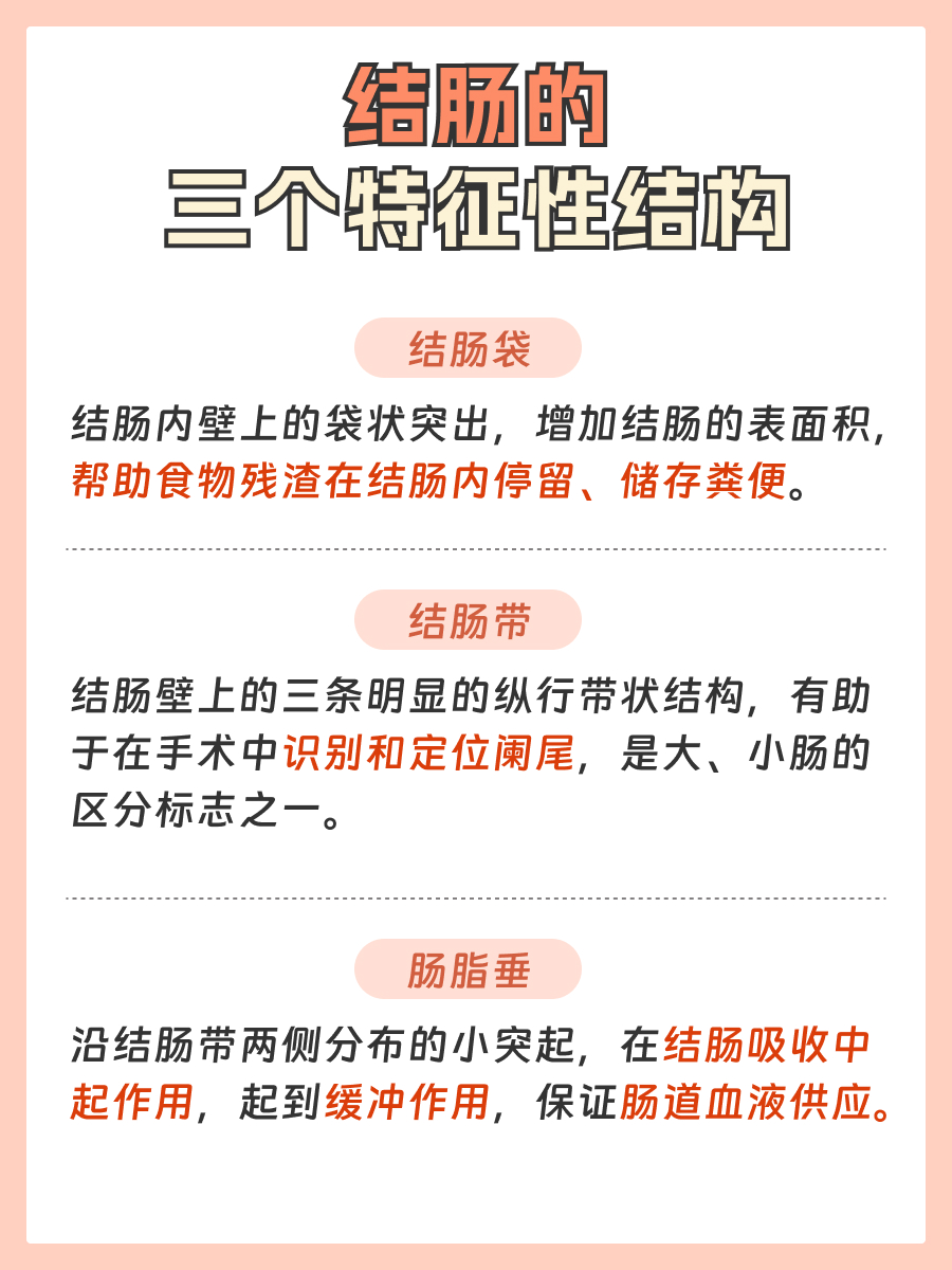 肠道里的小秘密：解析结肠的三个特征性结构
