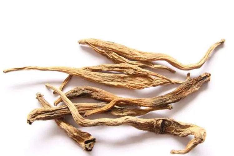 蔓生百部药材图