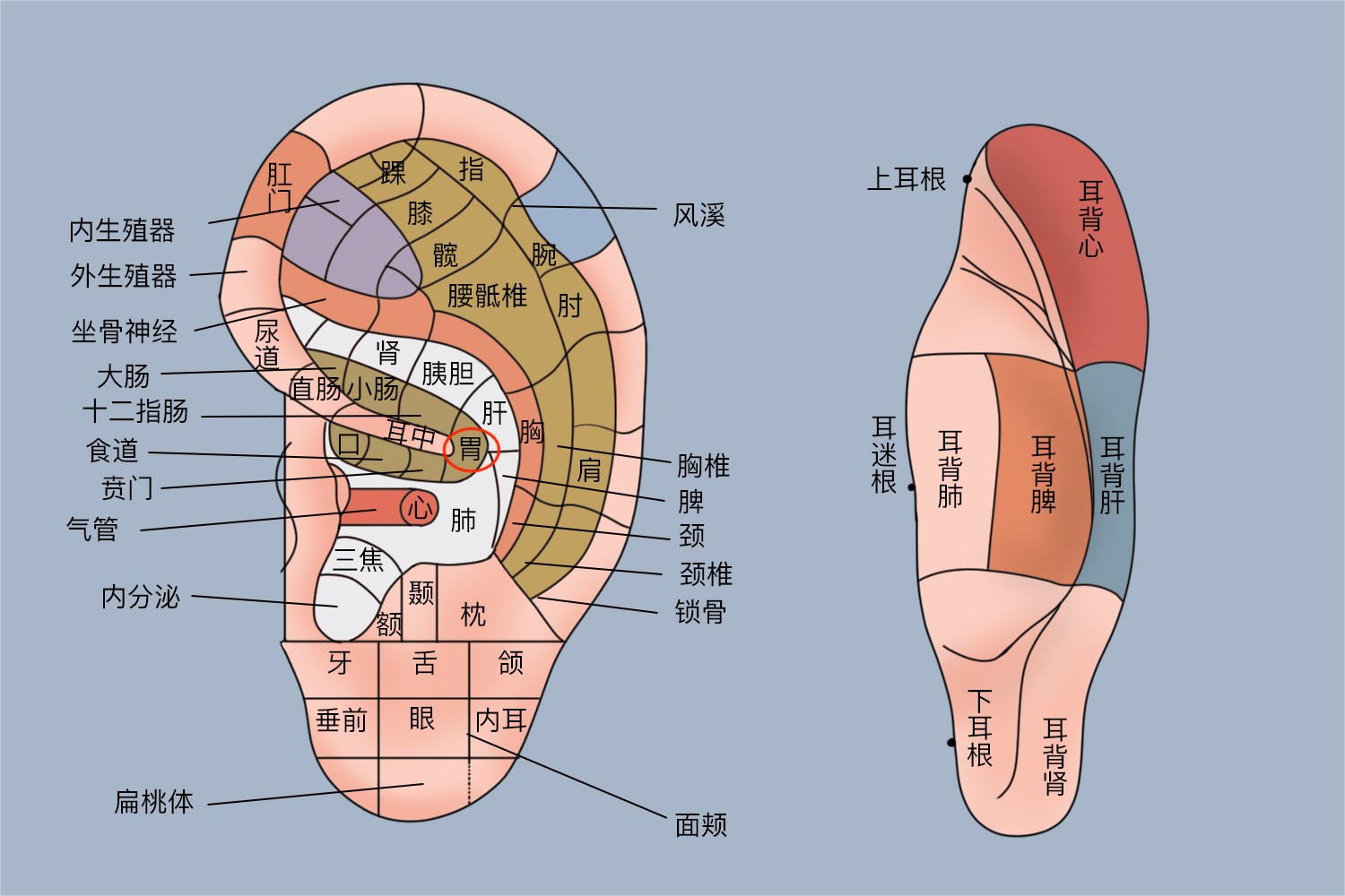 胃部在耳部反射区图