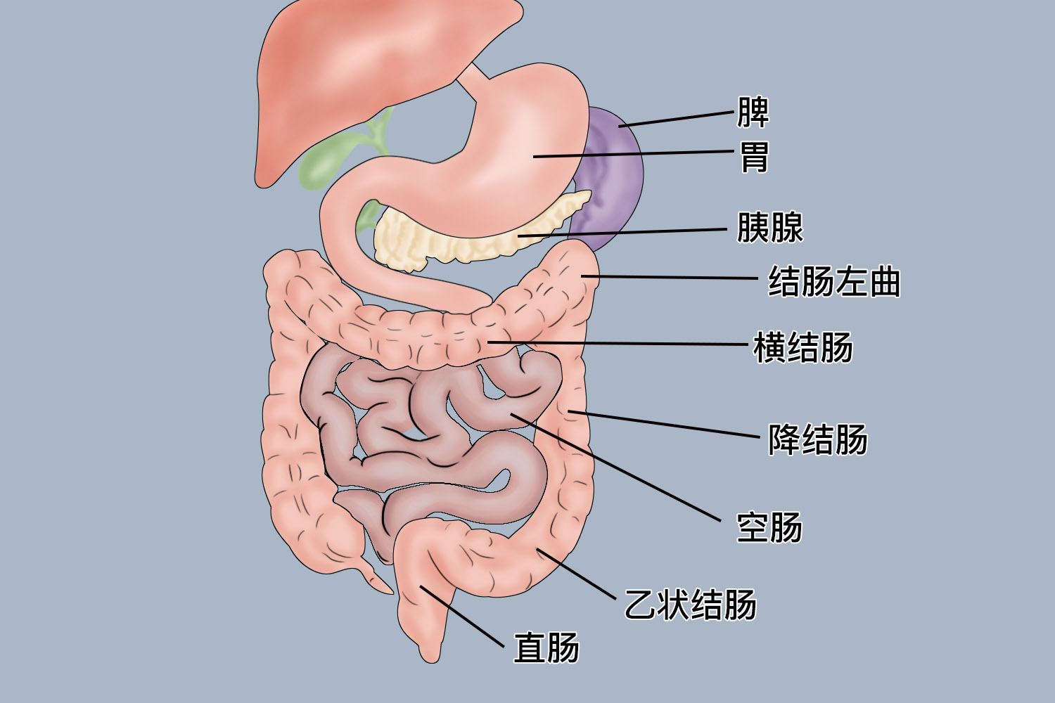 肚子左边部位图