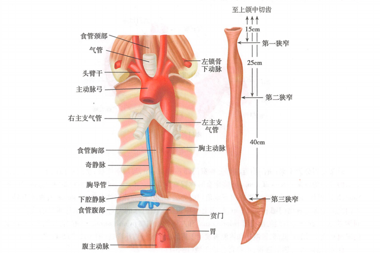 食道形态图