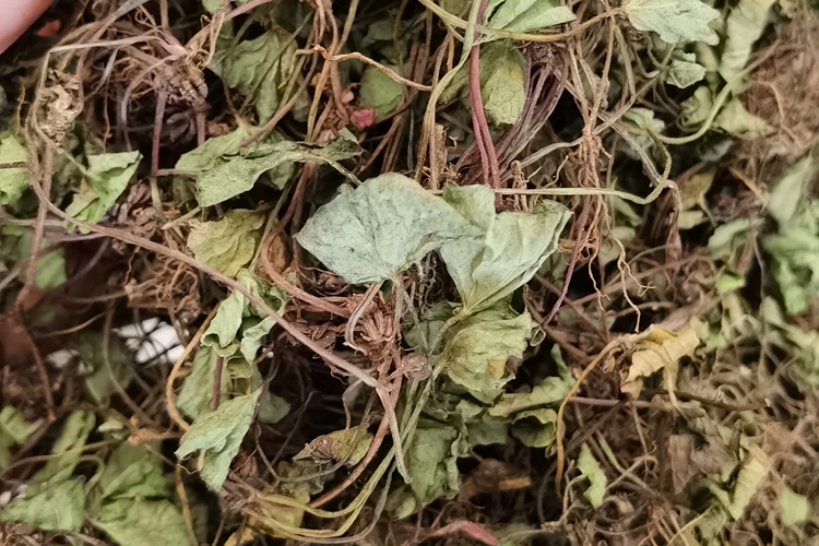 积雪草药材图 积雪草药材图