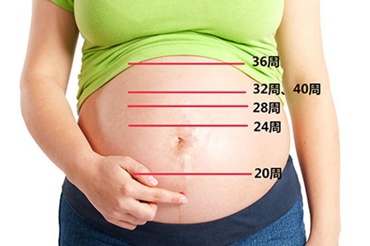 孕24周子宫位置图