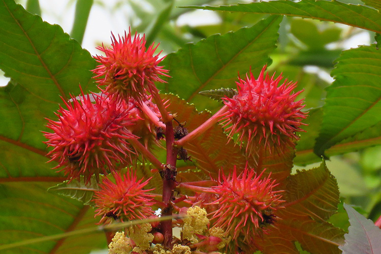 蓖麻形态图 蓖麻形态图