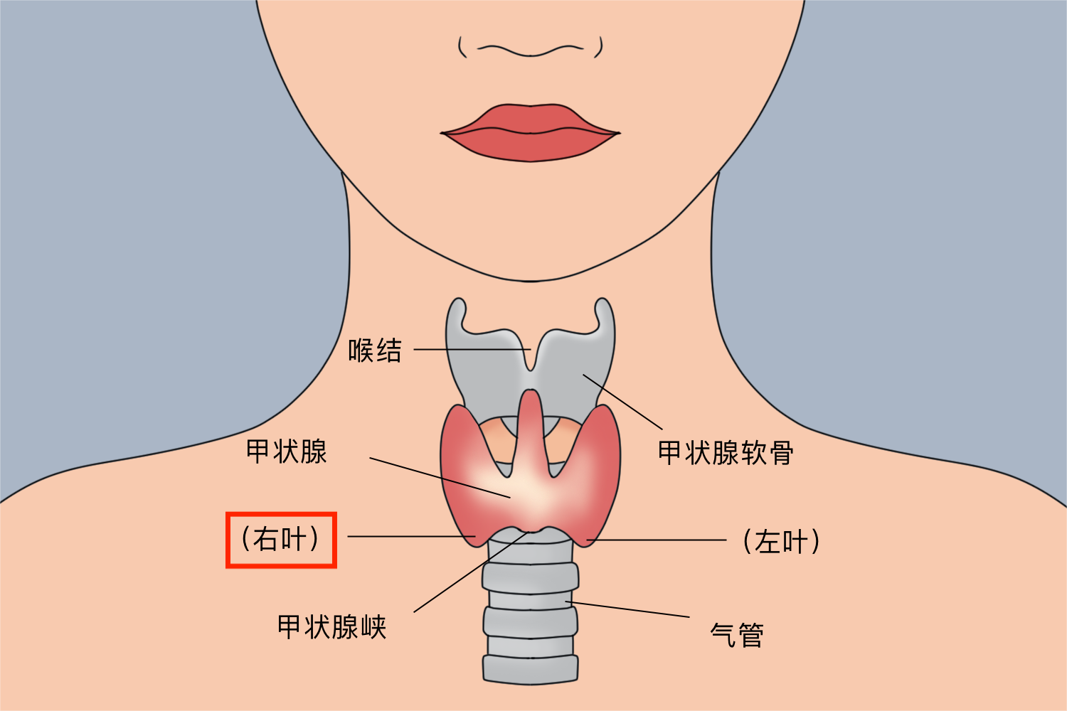 甲状腺右叶位置图