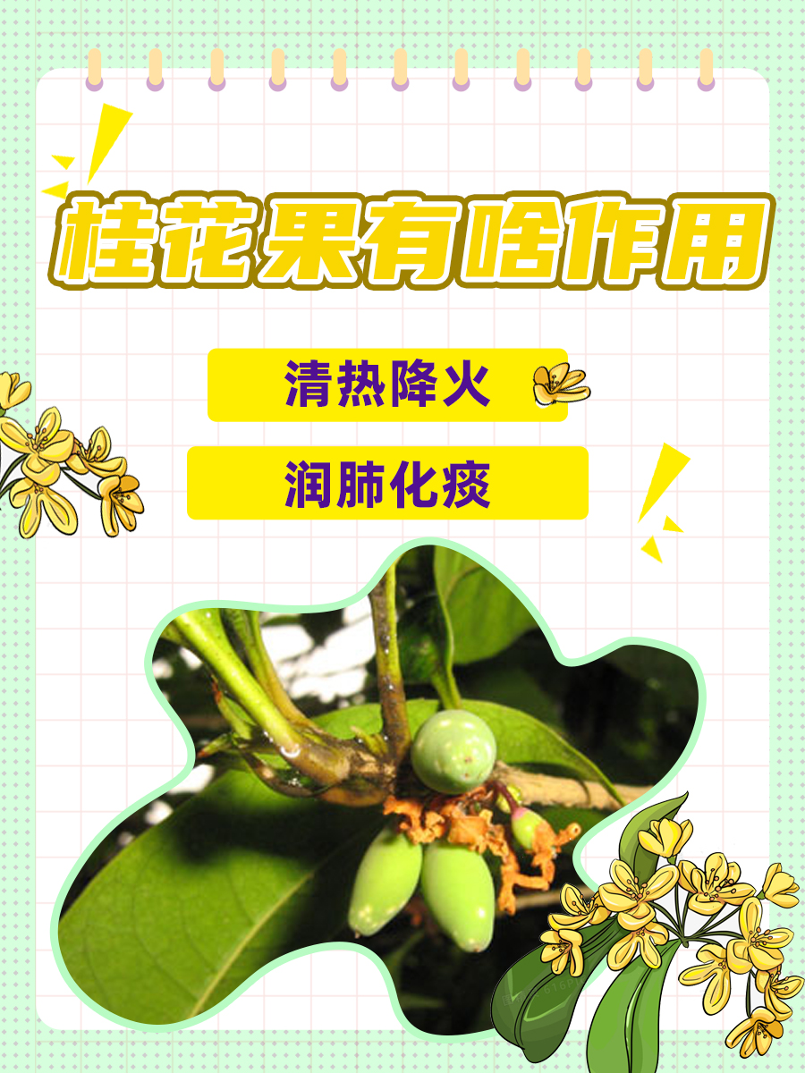 桂花果有啥作用，具体食用tips来啦！