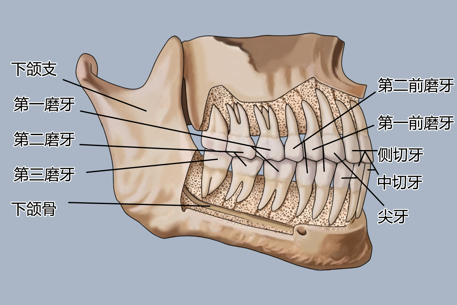 牙根分布示意图