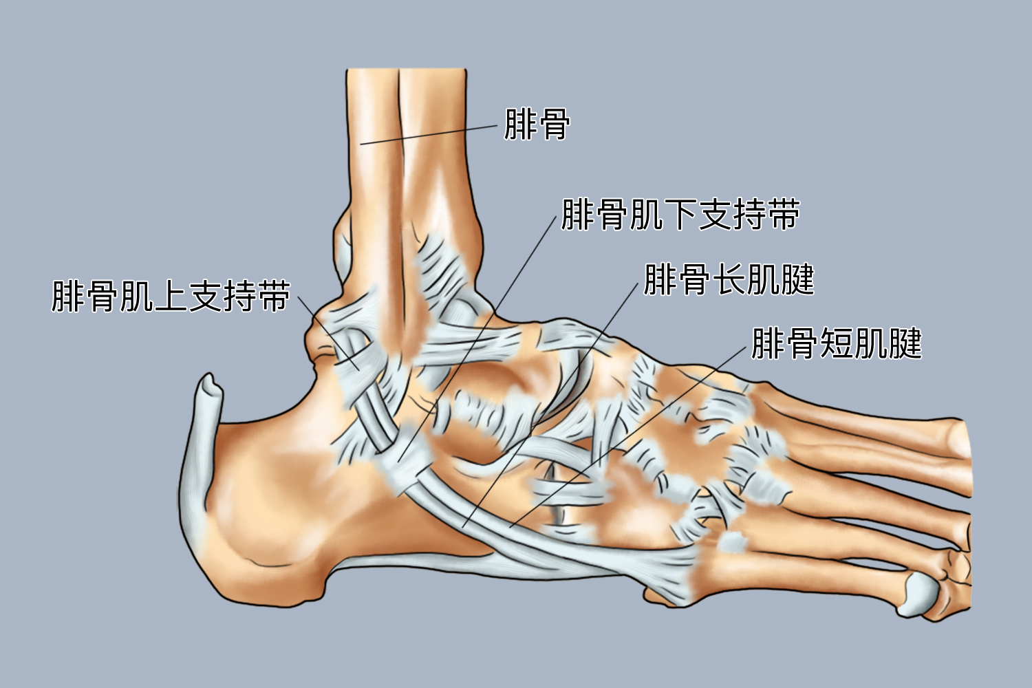 脚腓骨位置图 脚腓骨位置图