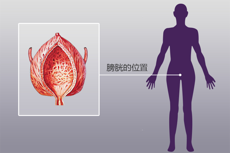 膀胱炎在什么位置图片