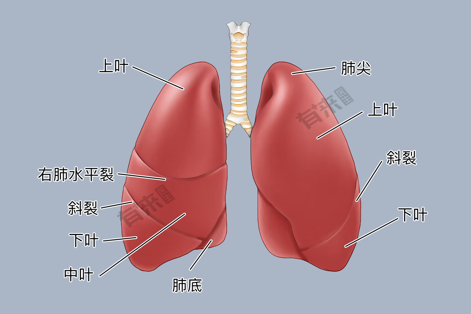 双肺多发结节影严重吗?怎么治