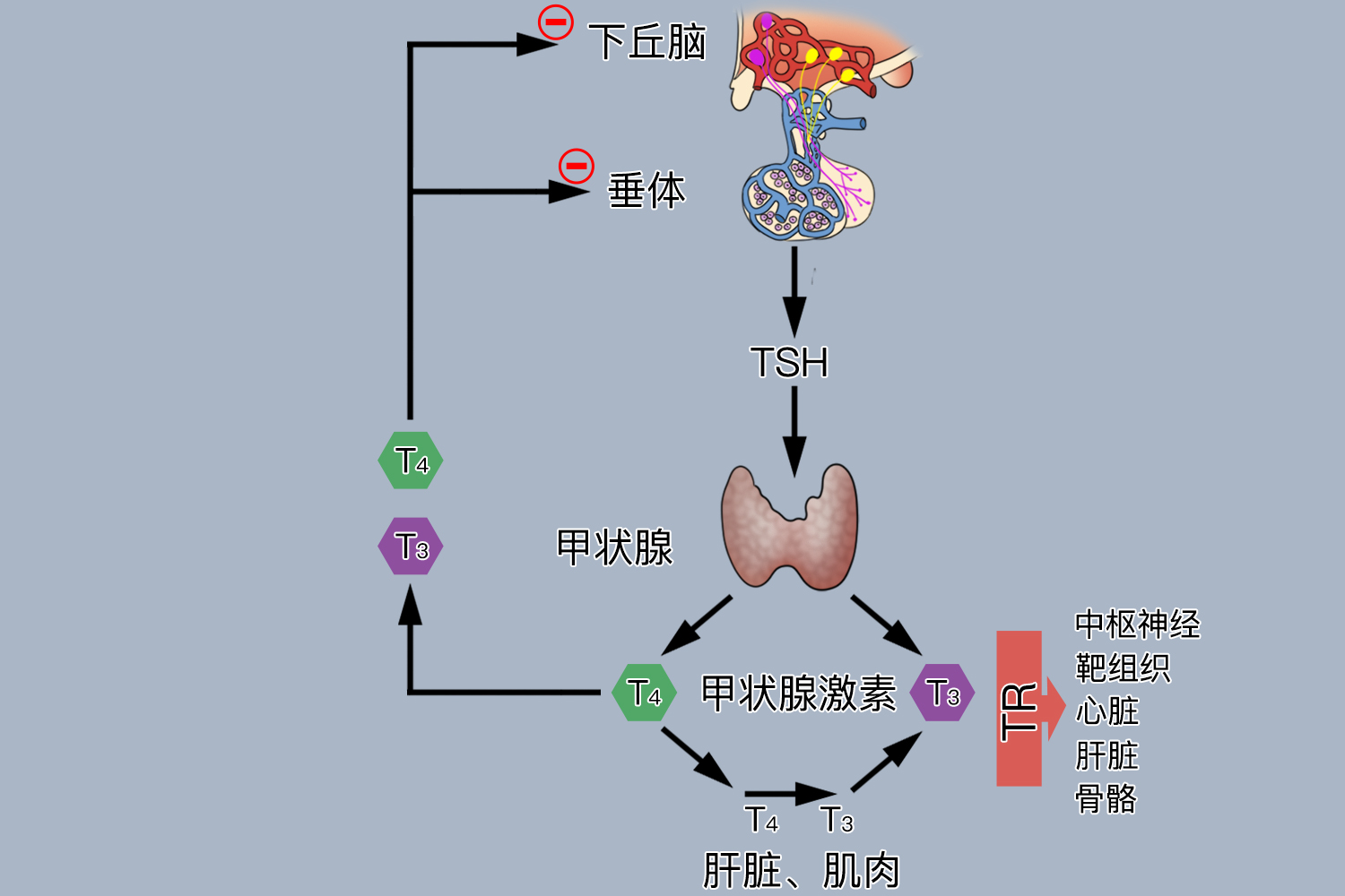 下丘脑垂体甲状腺轴分泌图