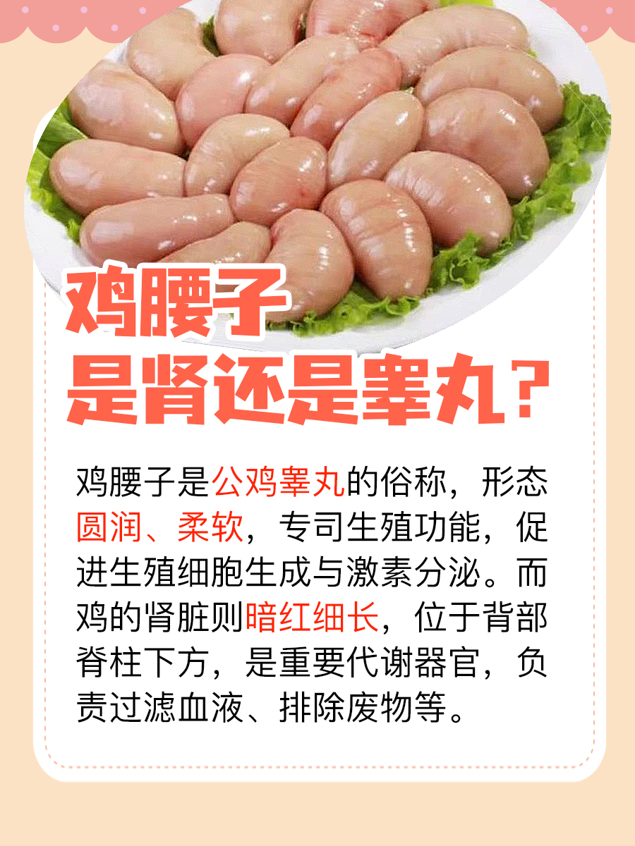 揭秘，鸡腰子是肾还是睾丸