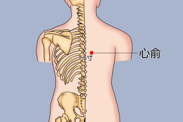 心俞准确位置图 图图片