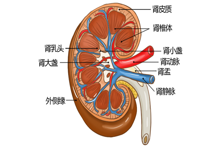 肾结构图