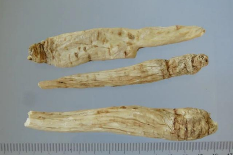 野生南沙参药材图