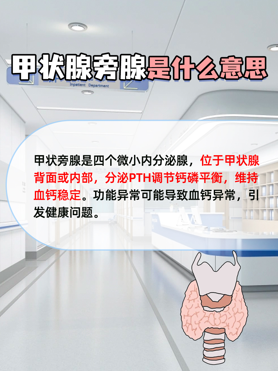 甲状腺旁腺是什么？知识点分享！