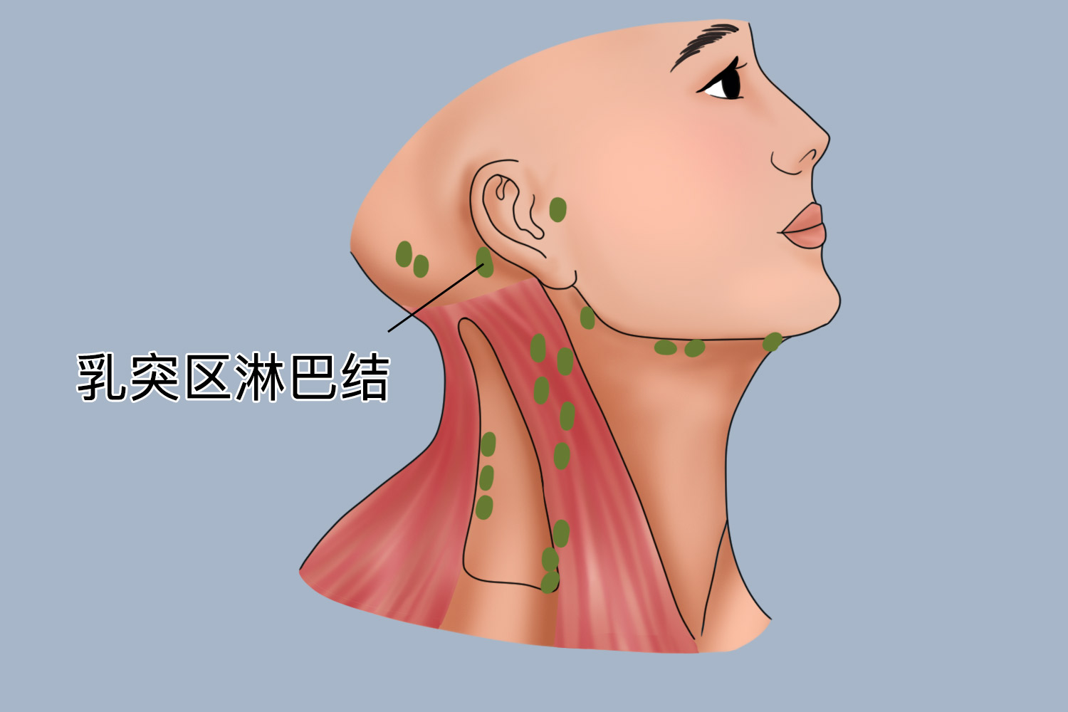 乳突淋巴结示意图