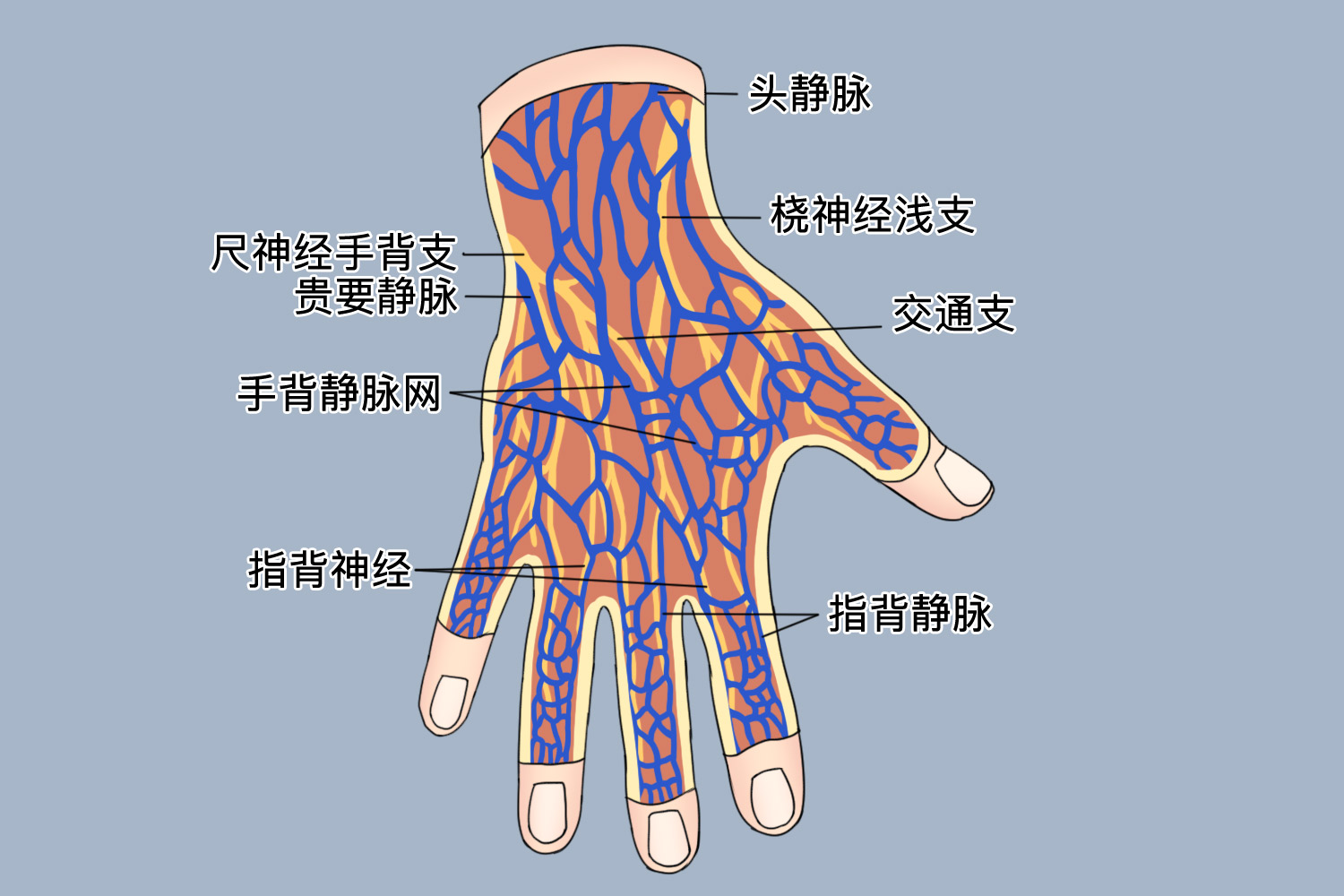 手部浅静脉示意图