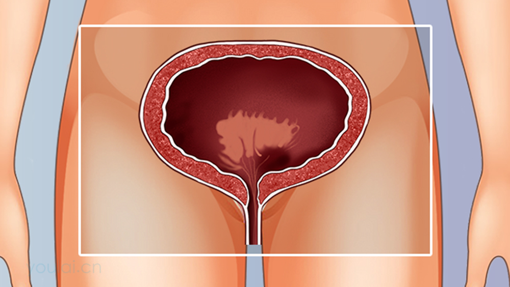 膀胱的位置、形态、结构及功能