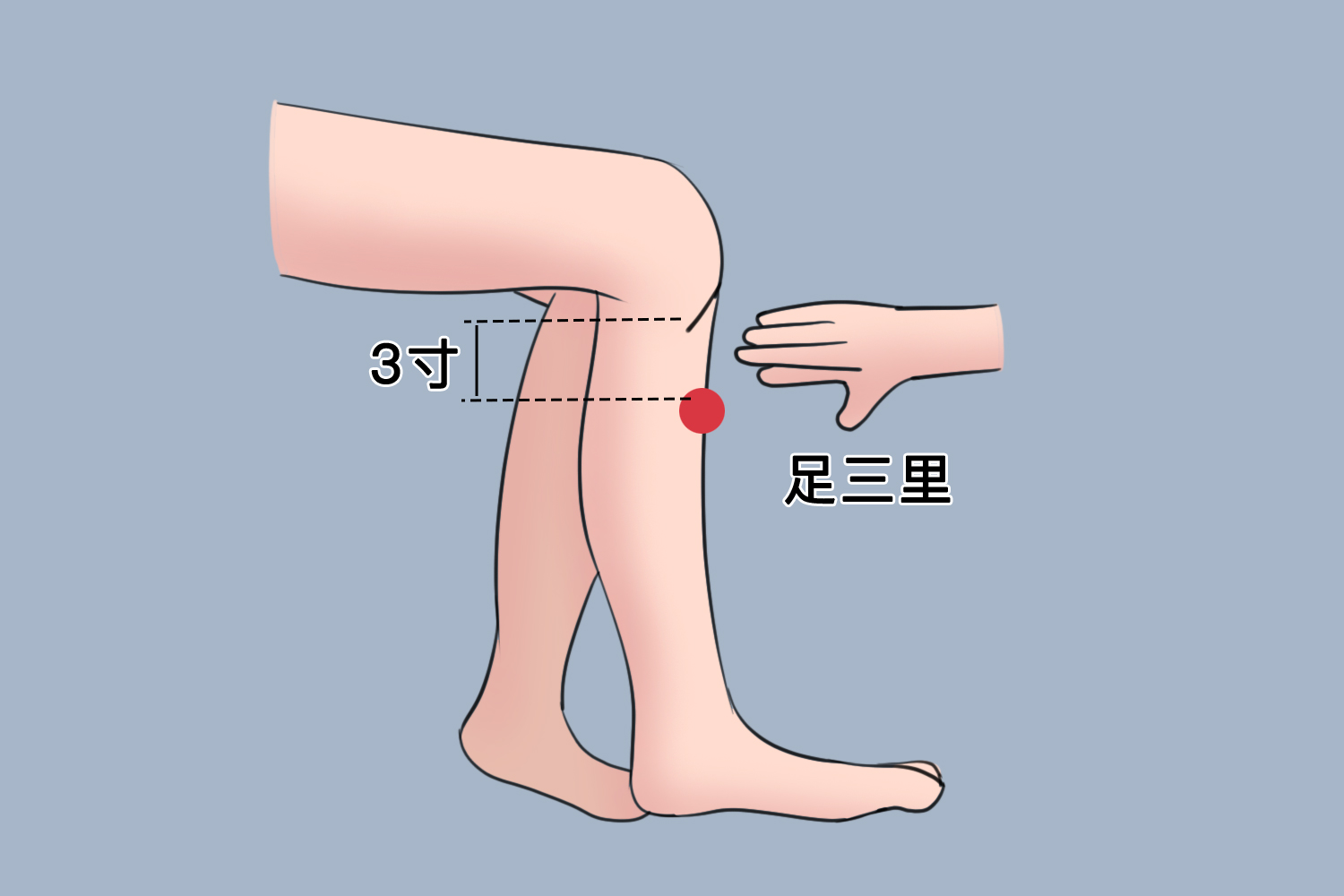 足三里的准确位置图图片