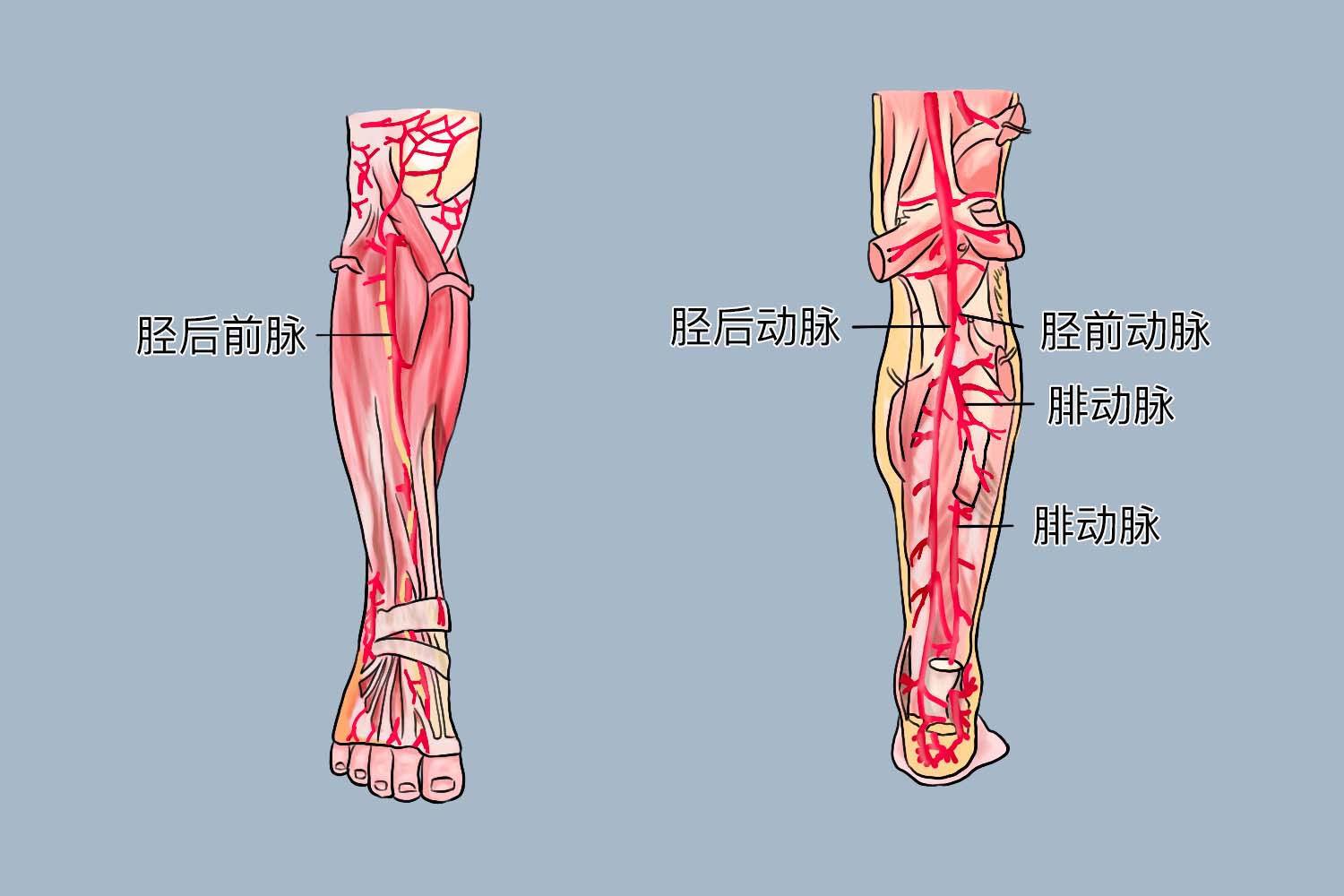 小腿动脉血管图