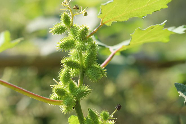苍耳植株图