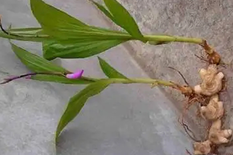 白及植株及根茎图