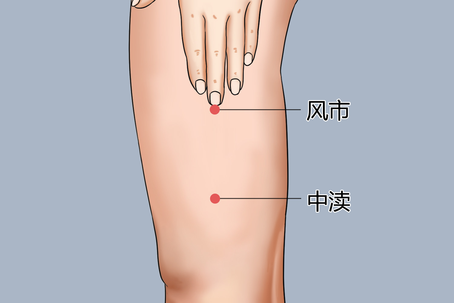 风市穴、中渎穴位置图