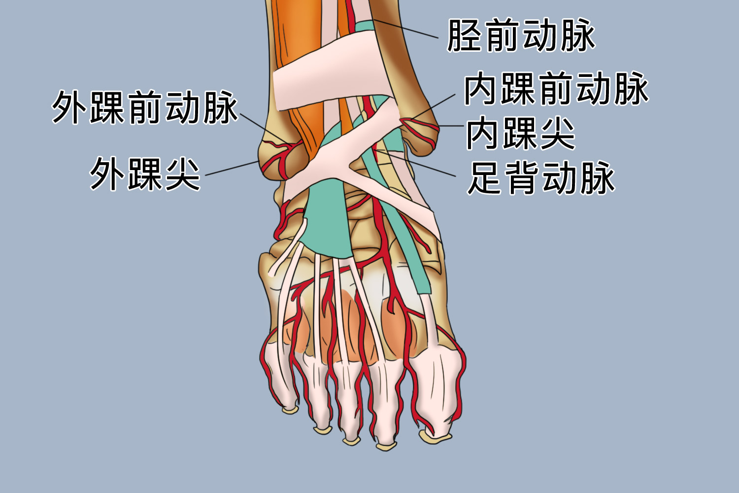 踝动脉的准确位置图