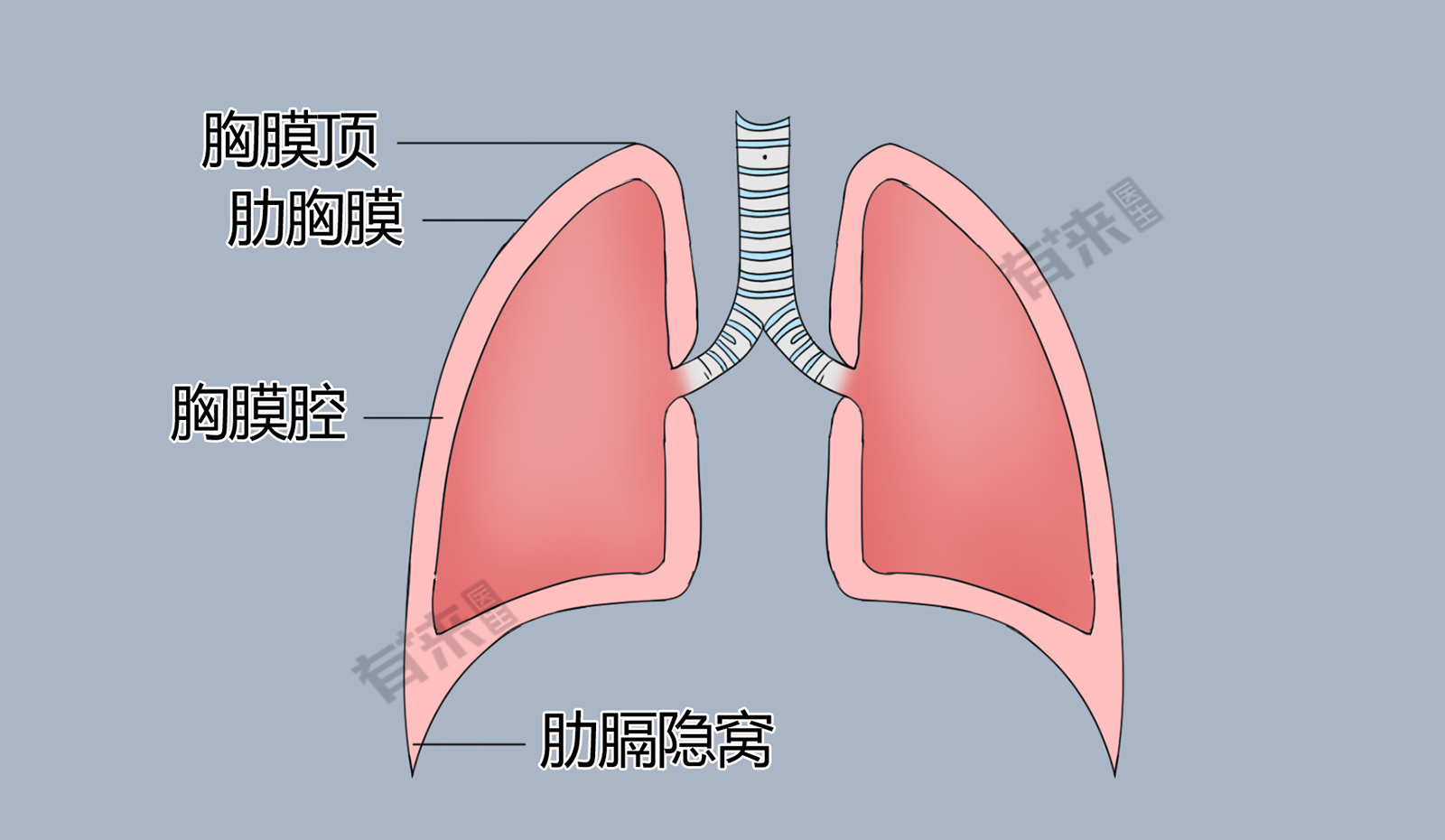 胸膜解剖结构图图片