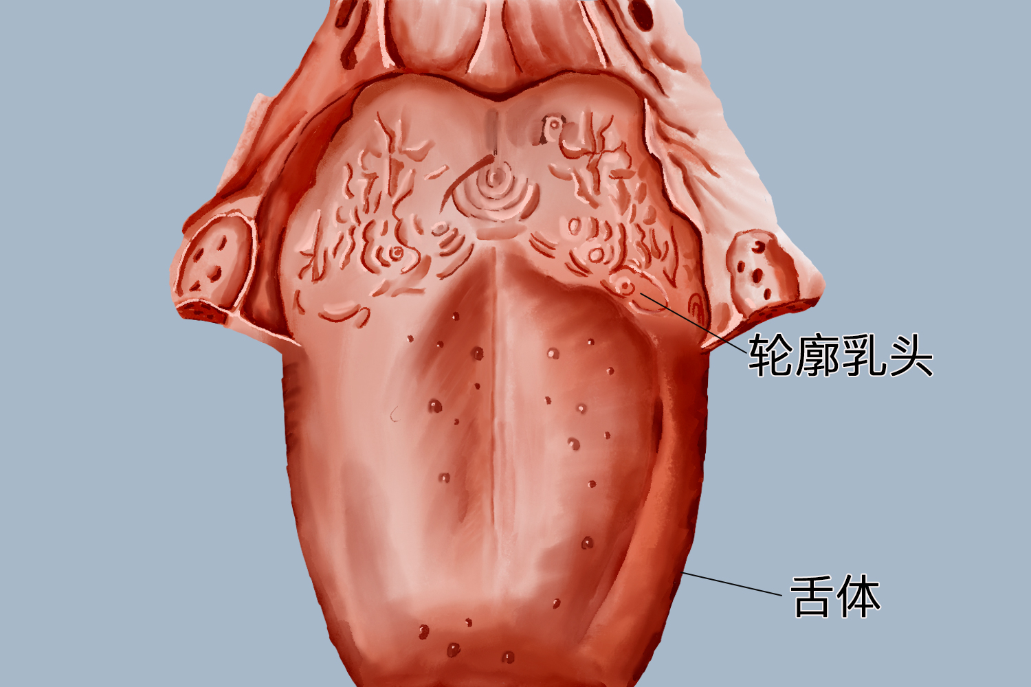 正常人的轮廓乳头图 正常人的轮廓乳头图