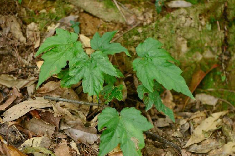 红孩儿草叶子图