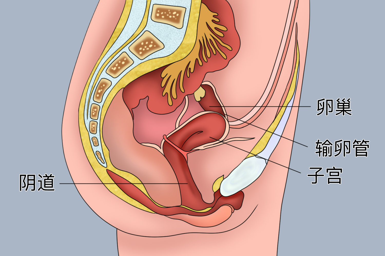 女性生殖系统器官分布图 女性生殖系统器官分布图