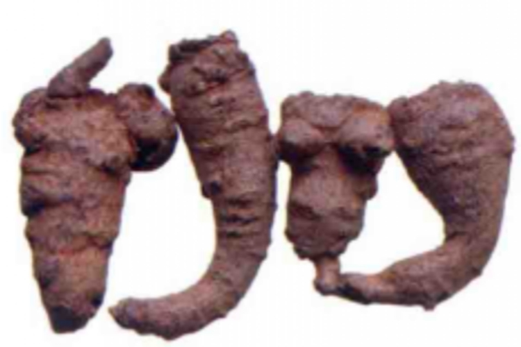 三七主根图 三七主根图