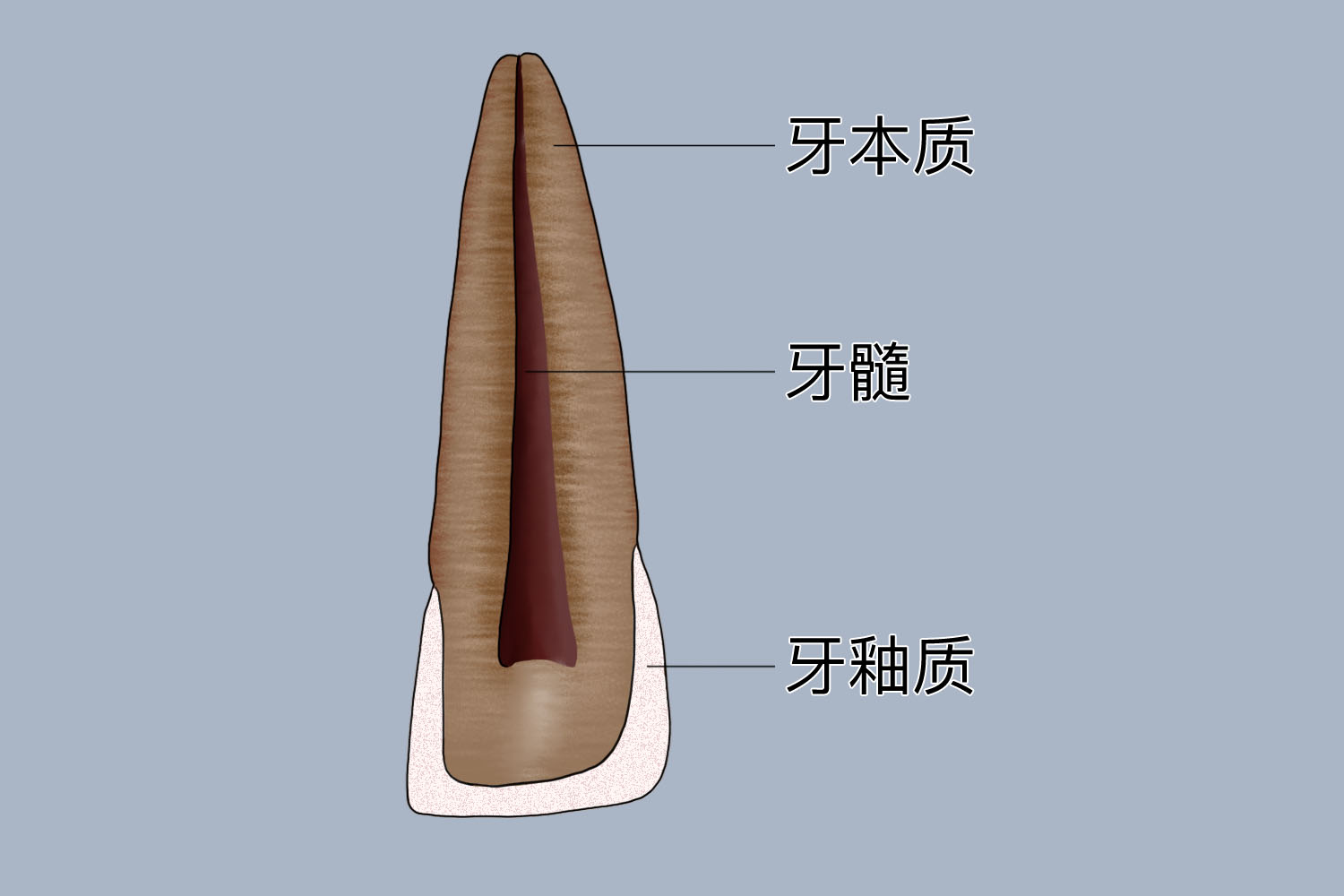 门牙牙髓位置图