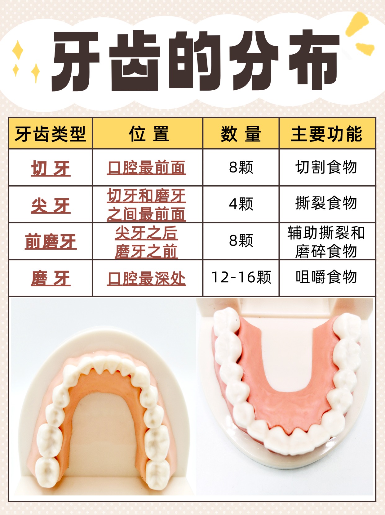 牙齿分布图