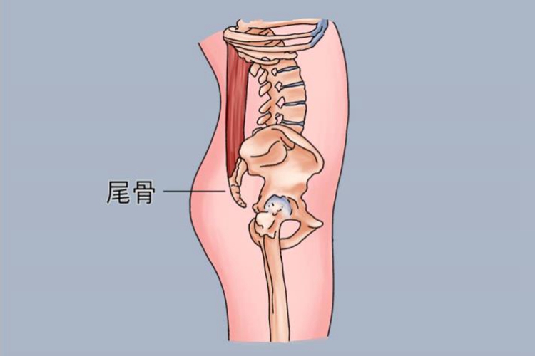 尾骨解剖位置图