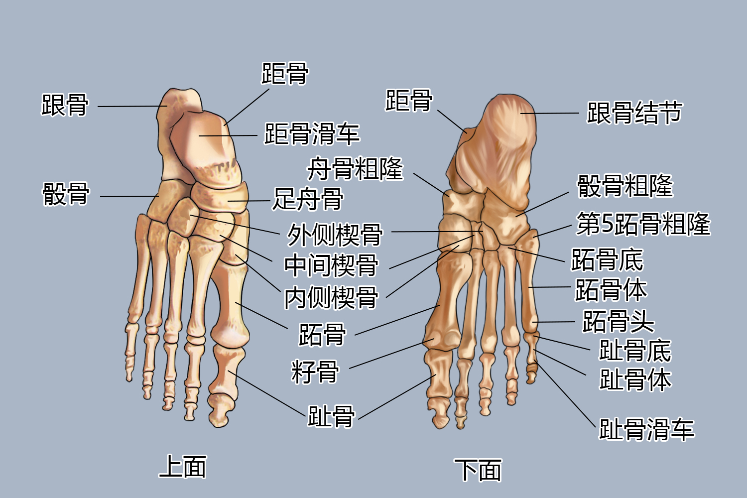 前脚掌骨骼部位图