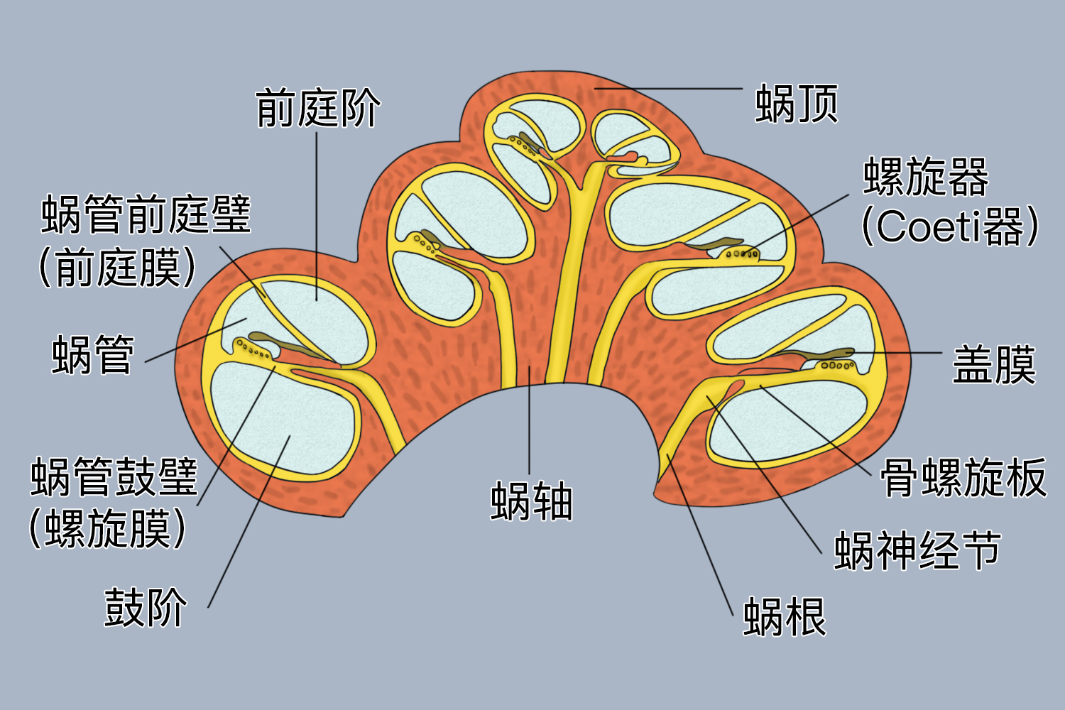 螺旋器解剖图图片