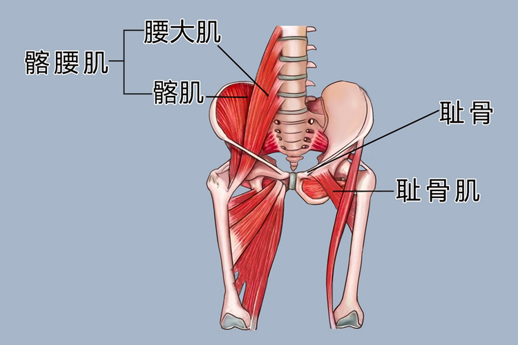 耻骨解剖结构图
